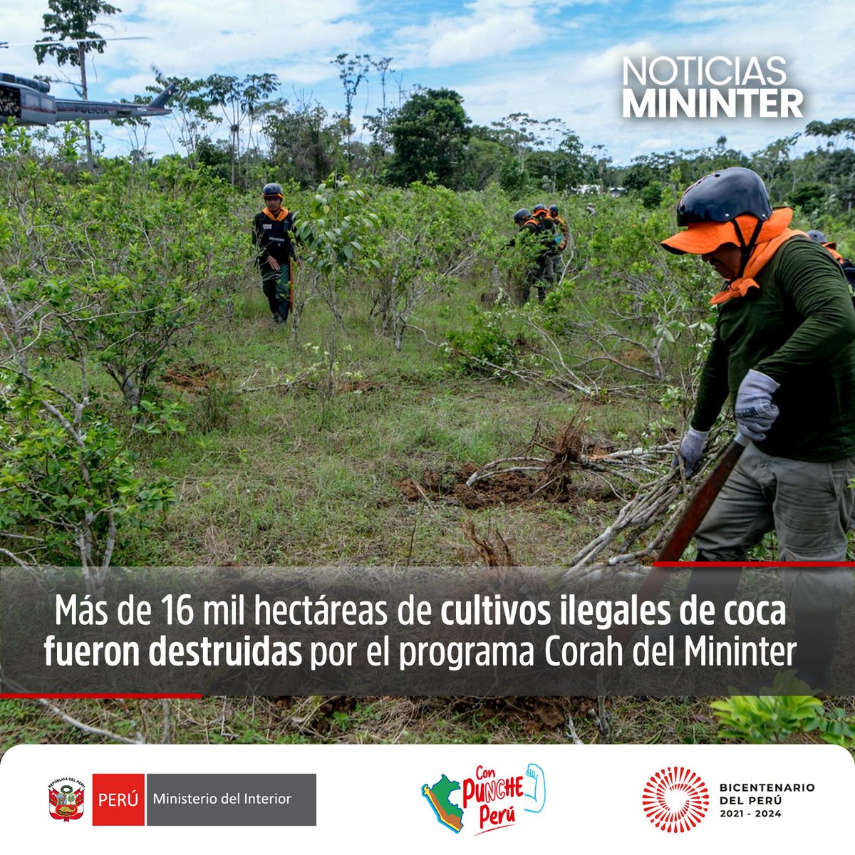 MininterPeru's tweet photo. ✅ Con la erradicación de estos cultivos el sector Interior impidió producción de 153 toneladas de droga.

🗞️ Más información ➡️ https://t.co/J7p532aV5o

#PorUnPaísSeguro https://t.co/WeCNt570mn