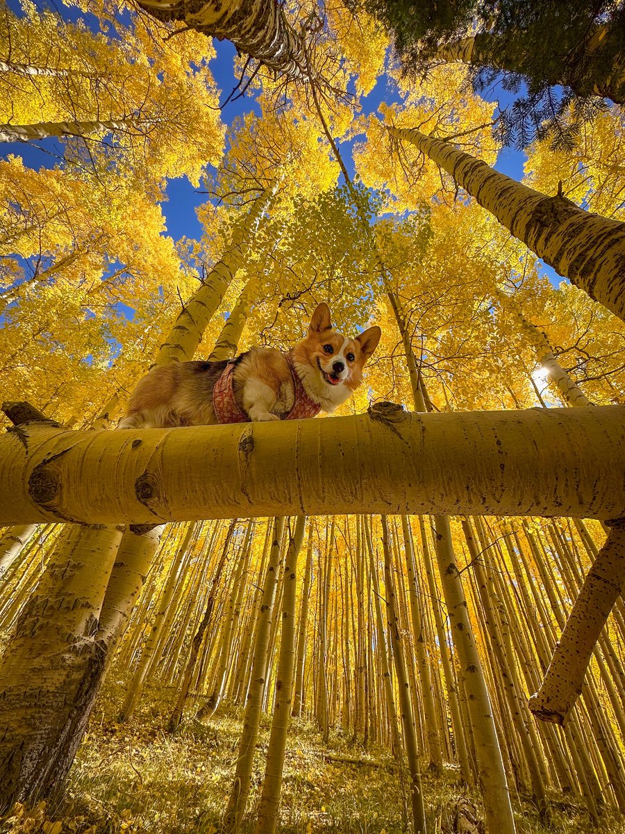SirlinJohn's tweet image. Sometimes you just have to stop and look up at the Aspens!
