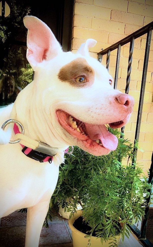 Keith Olbermann's Dogs tweet media