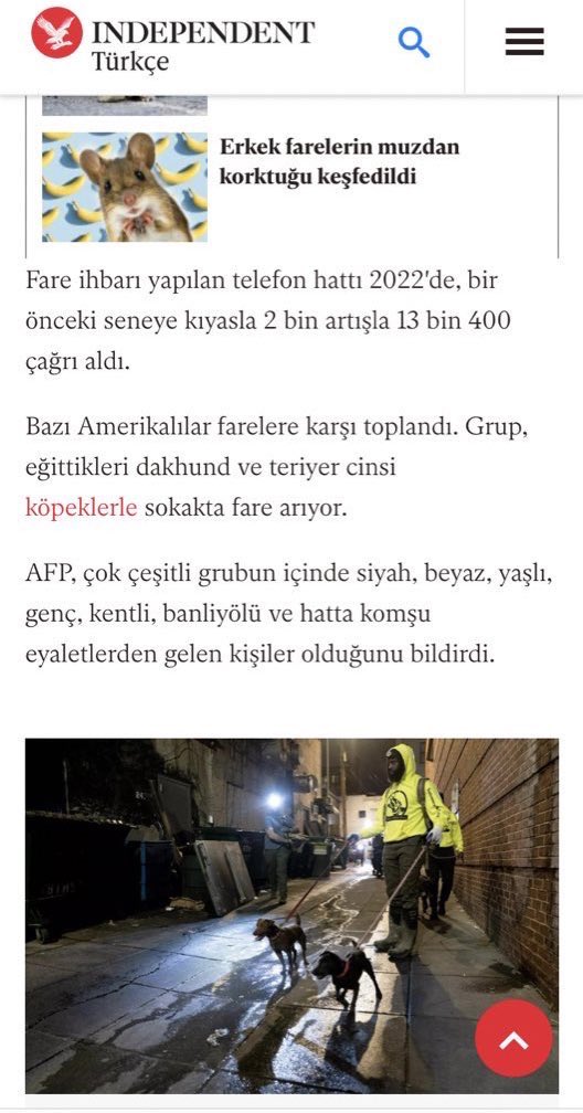 Musa40546634's tweet photo. @sevilayyaziyor Cehalet kötü,  farkinda olmamak kötü, en kötüsü de ahkam kesmek.  Yazık.  Kediler sıçan avlamaz/yemez.
Köpekler sıçan avlar.  Avrupa da hiç onaylamasam da köpek timleri vardır. https://t.co/DX5FAhPY5W