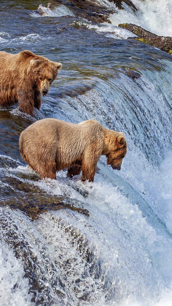 ManChurch_'s tweet image. #Alaska
#2A🔫
North #2Alaska

📢🚹🤑#ManTalk #1A