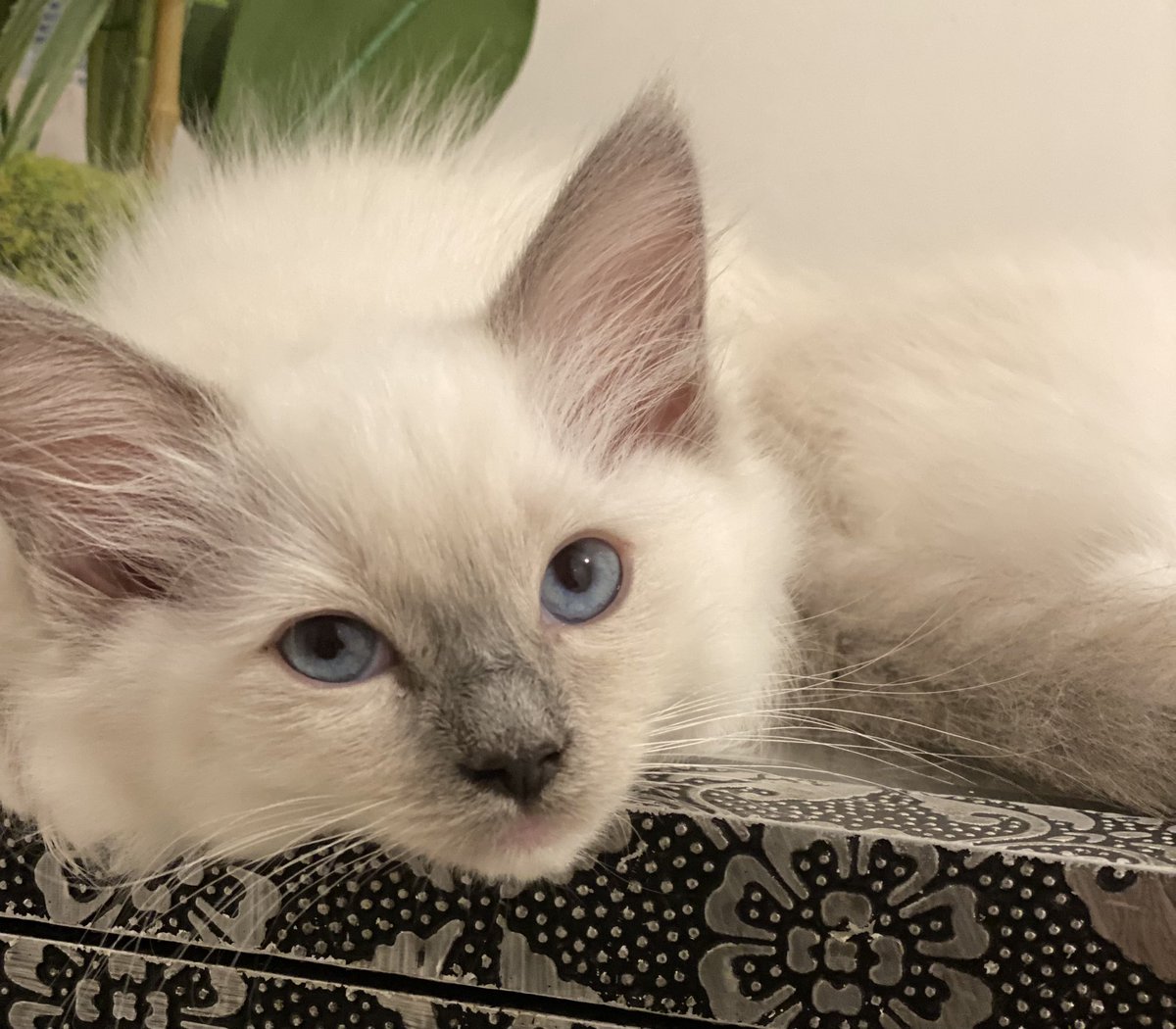 SonyaKirk18's tweet photo. *AVAILABLE*Sofia is a Blue Tortie mitted girl, ready to leave in just 2 weeks! Full GCCF paperwork, 5 wks free ins, full pedigree, microchipped &amp; vaccinated. #ragdollkittens #pedigreekittensforsale #KittensOfTwitter #bluemittedragdoll https://t.co/6EnOhLwflK