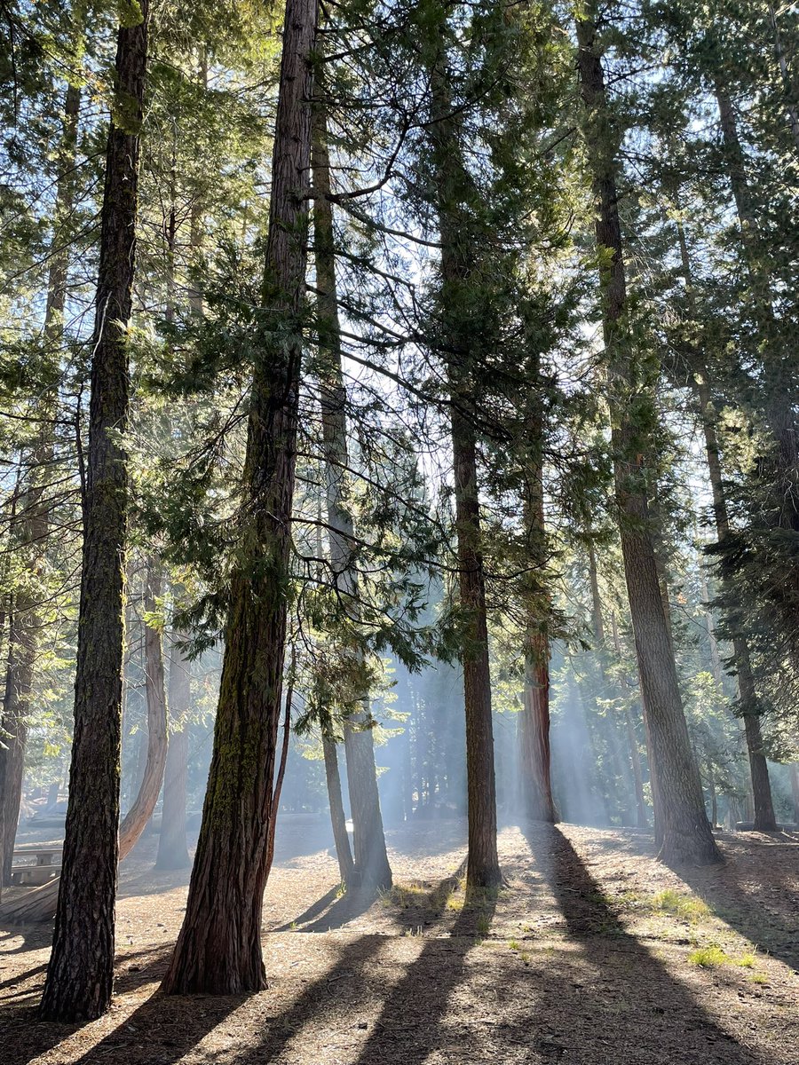 ruutuikkuna's tweet photo. Turha edes yrittää kuvailla mitään näiden puiden kokoa! #azaleapark #kingscanyon #nationalpark 🇺🇸 https://t.co/McCEfgHXSf