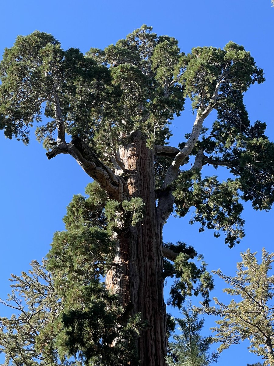 ruutuikkuna's tweet photo. Turha edes yrittää kuvailla mitään näiden puiden kokoa! #azaleapark #kingscanyon #nationalpark 🇺🇸 https://t.co/McCEfgHXSf