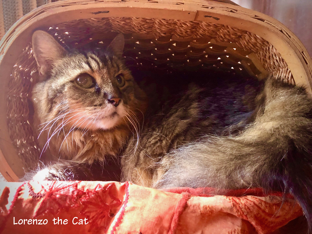 LorenzoTheCat's tweet photo. Today was one of those rough news days when I hid in this basket all day long and told the mom lady that I'm not coming out. https://t.co/bZtTY3vkwQ
