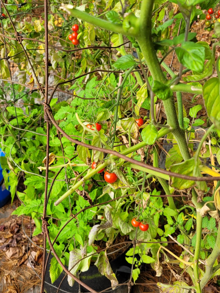 Robert R. Brown tweet media