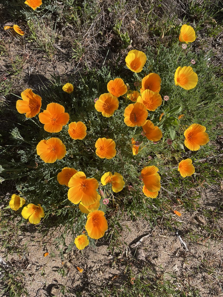 Amanda McLeod Writes tweet media