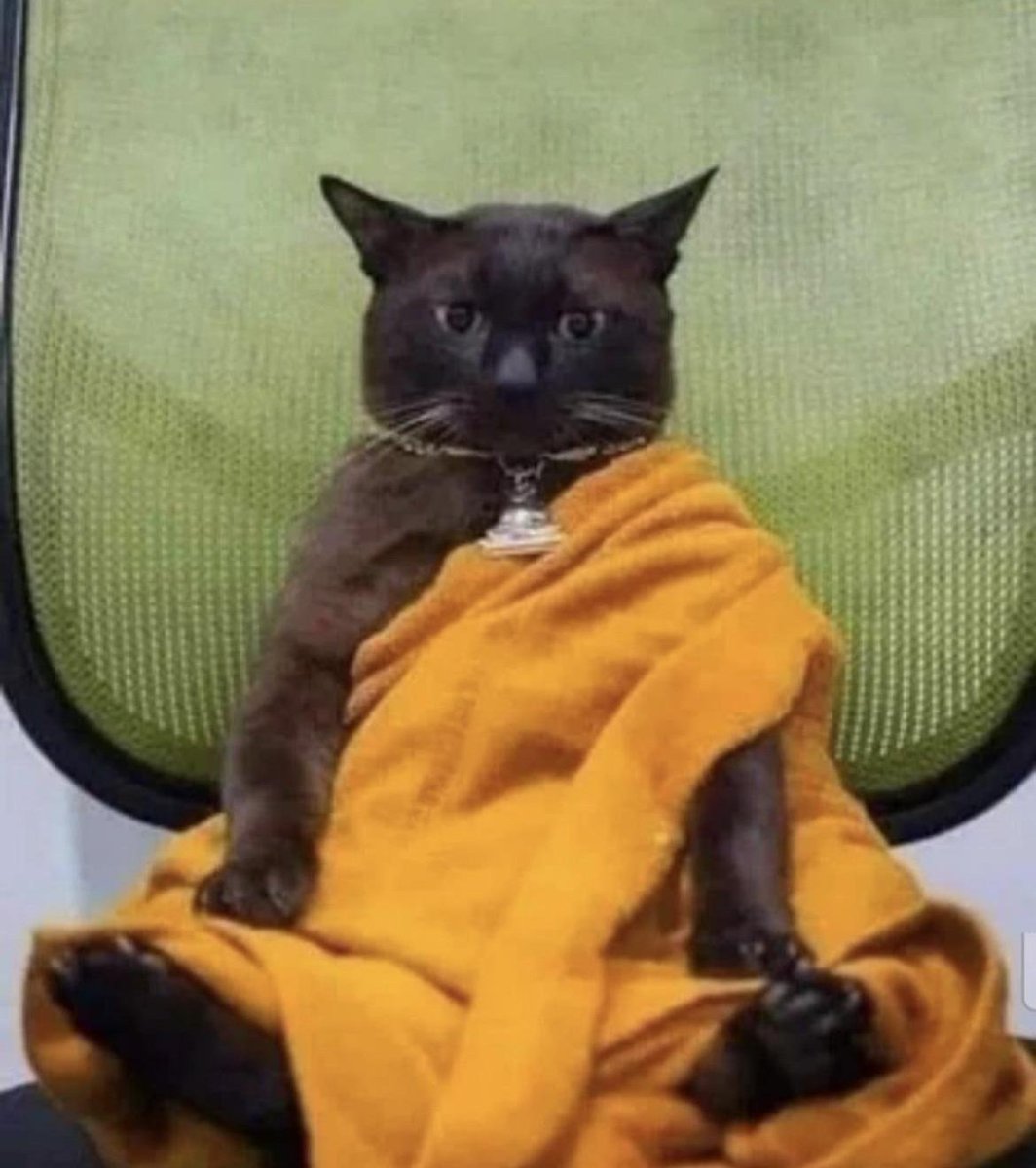 DontShowYourCat's tweet photo. zen master https://t.co/qUmFn9ormq