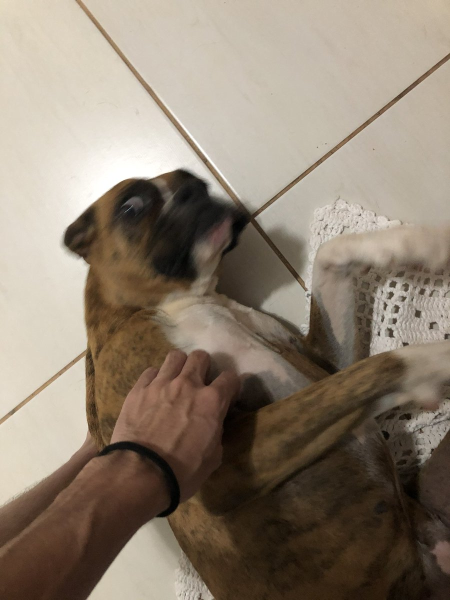 OAnzol's tweet photo. Adeus minha princesinha! Eu te amo muito e sentirei muita falta sua. https://t.co/bpF6dWutGg