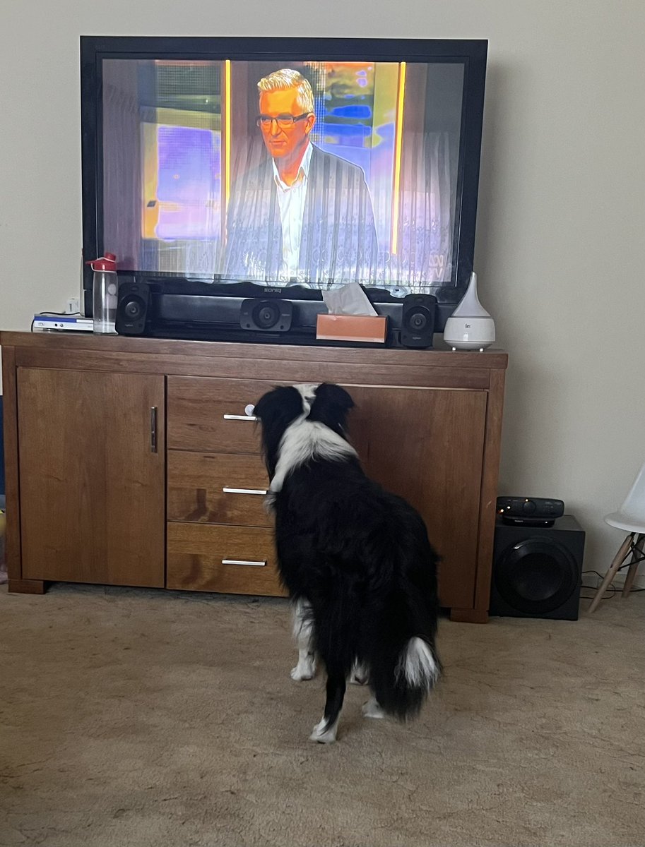 DJMarcusKnight's tweet photo. @David_Speers my boy Oreo is glued to @InsidersABC https://t.co/IRGRgL48yv