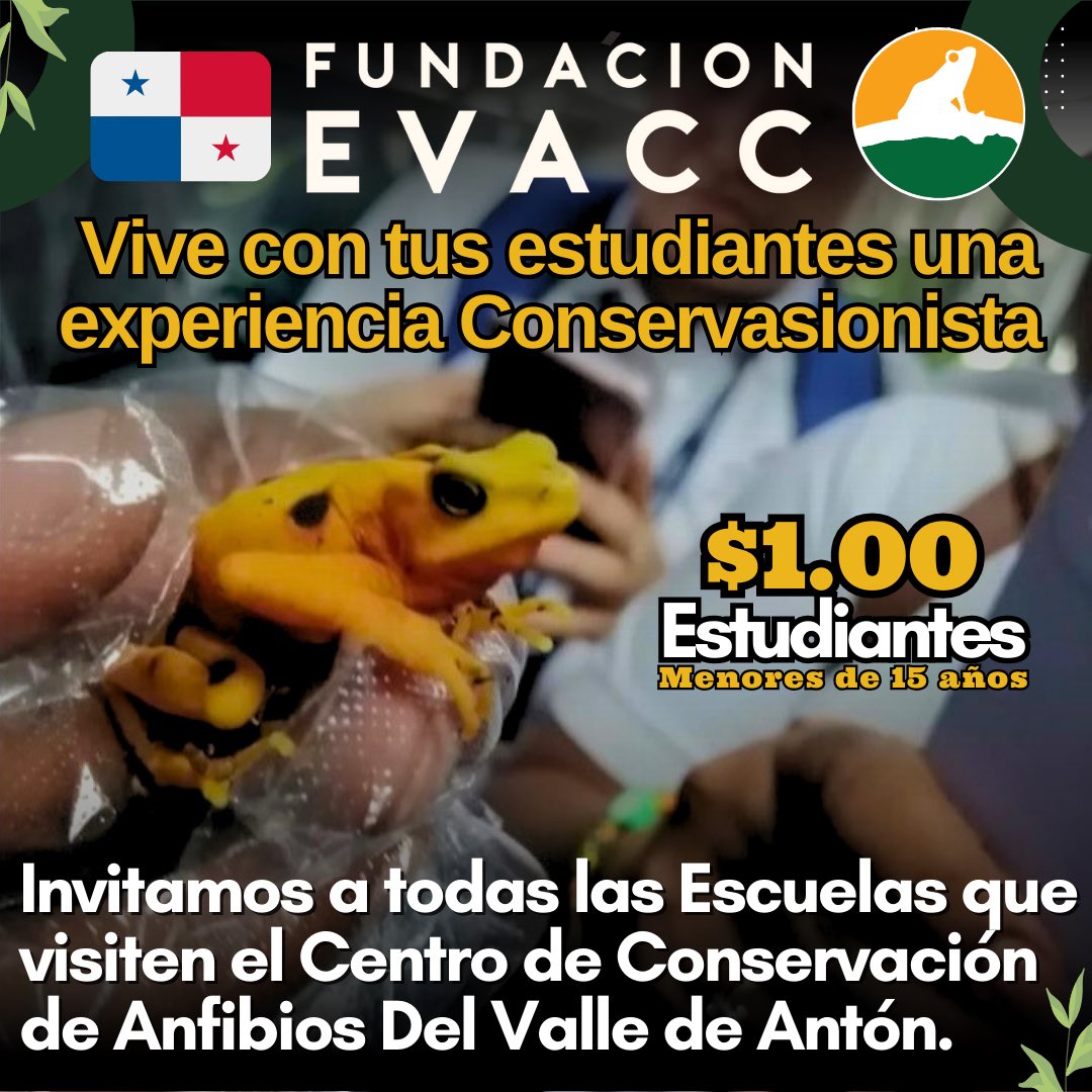 EvaccFoundation's tweet image. Tel: 6676-8094 o 6521-9284. Queremos invitar a todas las escuelas a nivel nacional a que participen de una experiencia conservacionista con sus estudiantes, donde pueden aprender de nuestros anfibios, Rana Dorada y el cuidado que le damos. #educacionpanama #educacionambiental