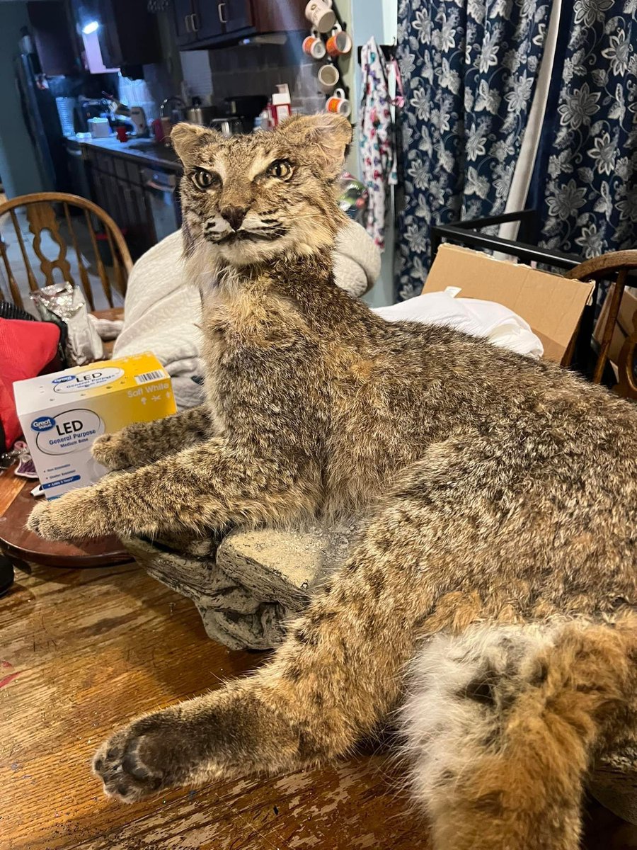 BacklineNurse's tweet image. me having one of my little thoughts