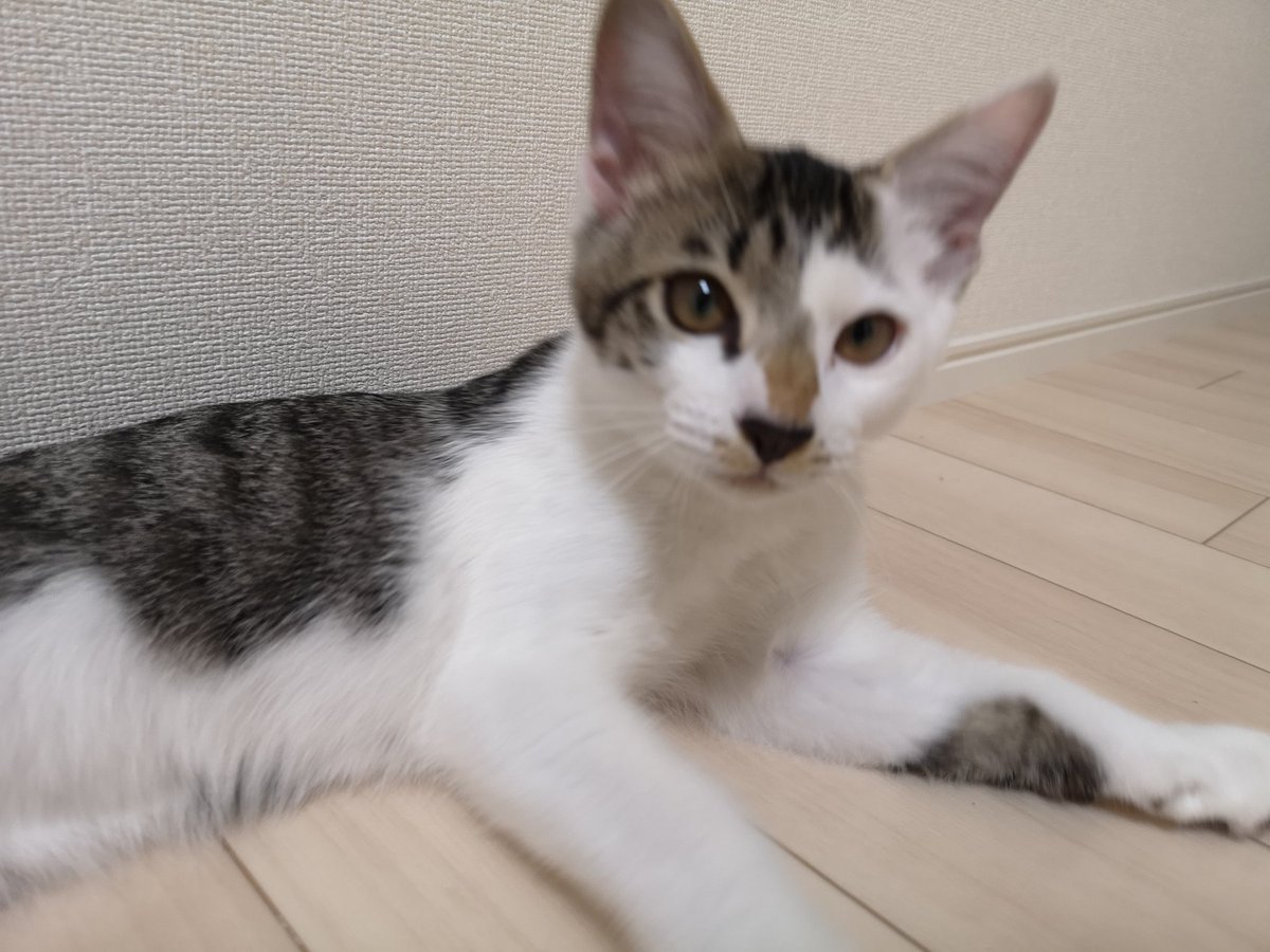 sbr__f's tweet photo. 猫を撮ろうとするとどうしても戦闘フェーズに移行してしまう https://t.co/jloPraF27o
