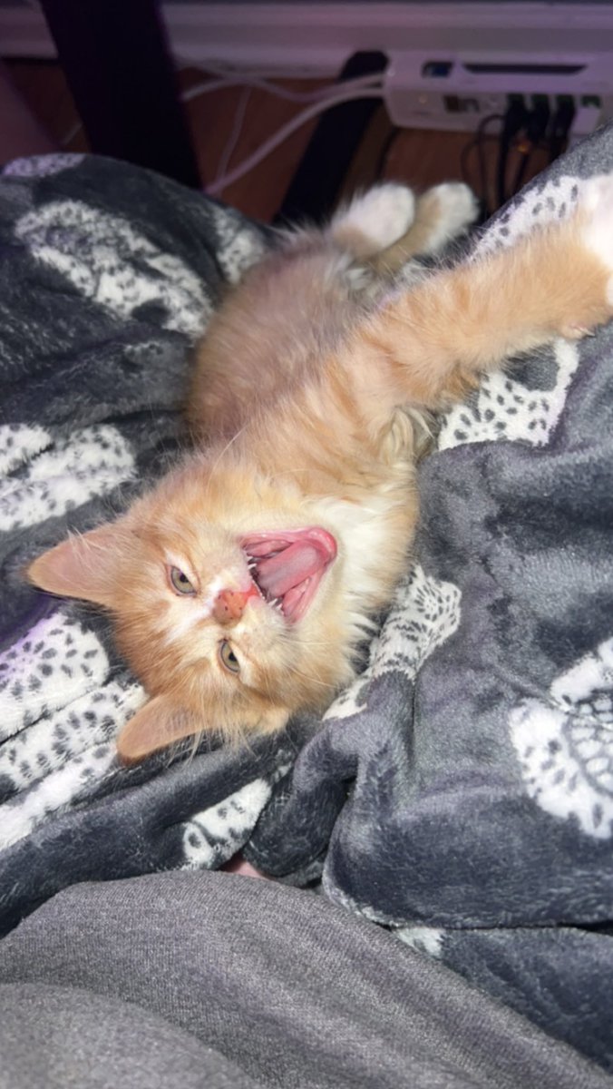 Simba tweet media