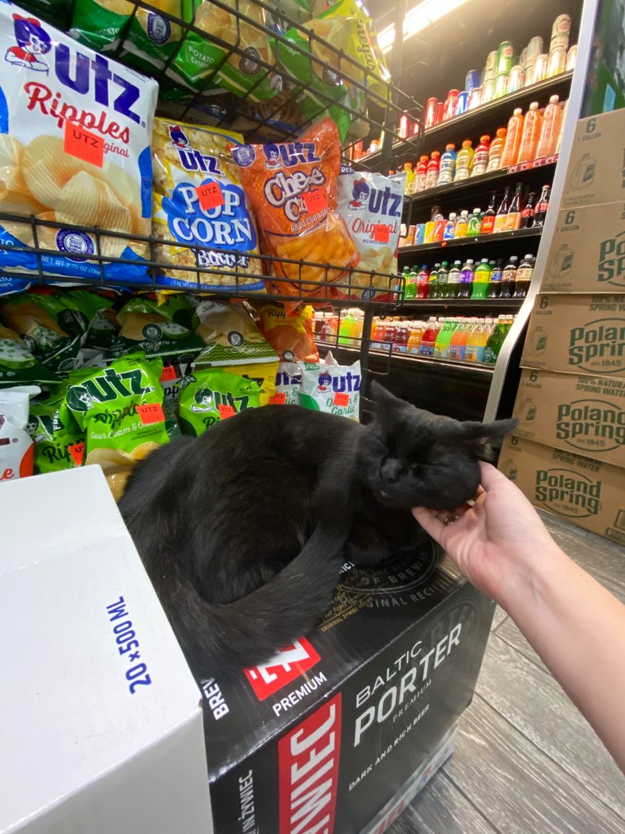Bodega Cats (@bodegacats_) on Twitter photo 