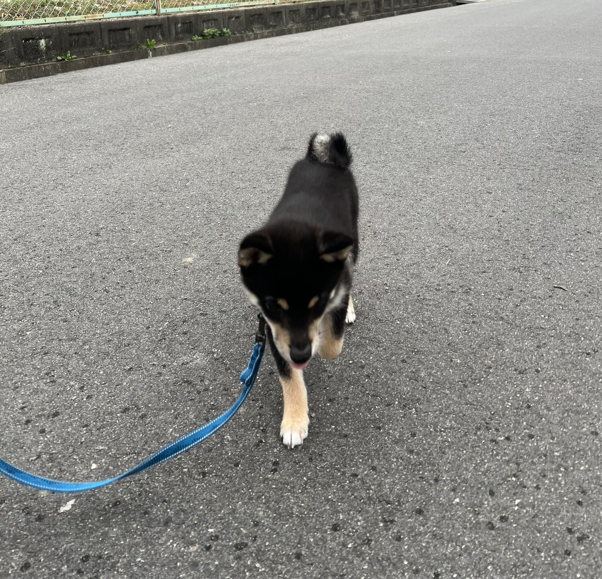 bra_ford's tweet photo. 外構の格子が怖くて渡れなかったが、お菓子で釣ってはじめての外での散歩

抵抗していたけど、のびのび歩いてくれた

近くの公園まで歩けた

でも、格子状の鉄枠は怖いみたいで帰りは抱っこしてあげた

#柴犬のいる暮らし
＃犬のいる幸せ 
#黒柴 https://t.co/V6uvhNOz0g