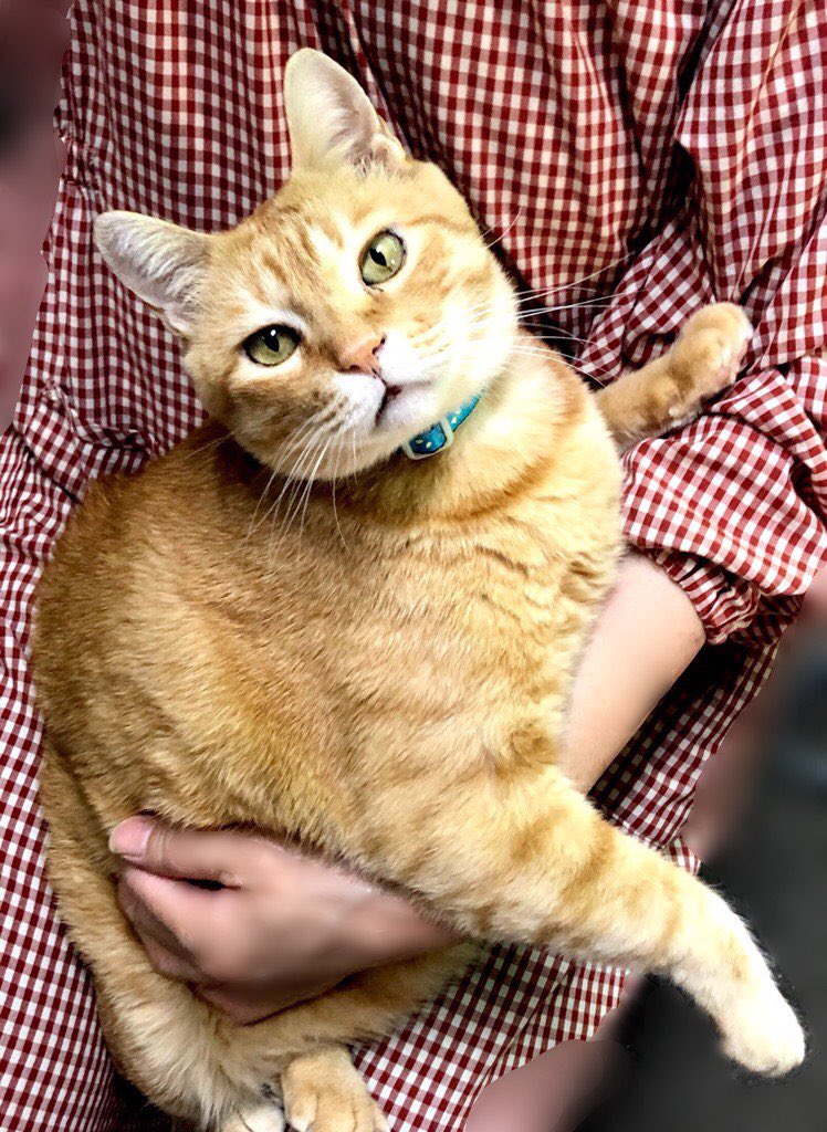 bijutsu1's tweet photo. 時をかける猫猫 678 "Cats Who Leapt Through Time"(20191006)

『ゴッちゃん😺Go-chan』ほぼ 4年前 🎨新しいお家🏠でくつろいでましたニャ。#尾道市立美術館 #尾道 #猫 https://t.co/z696MwN7Dk