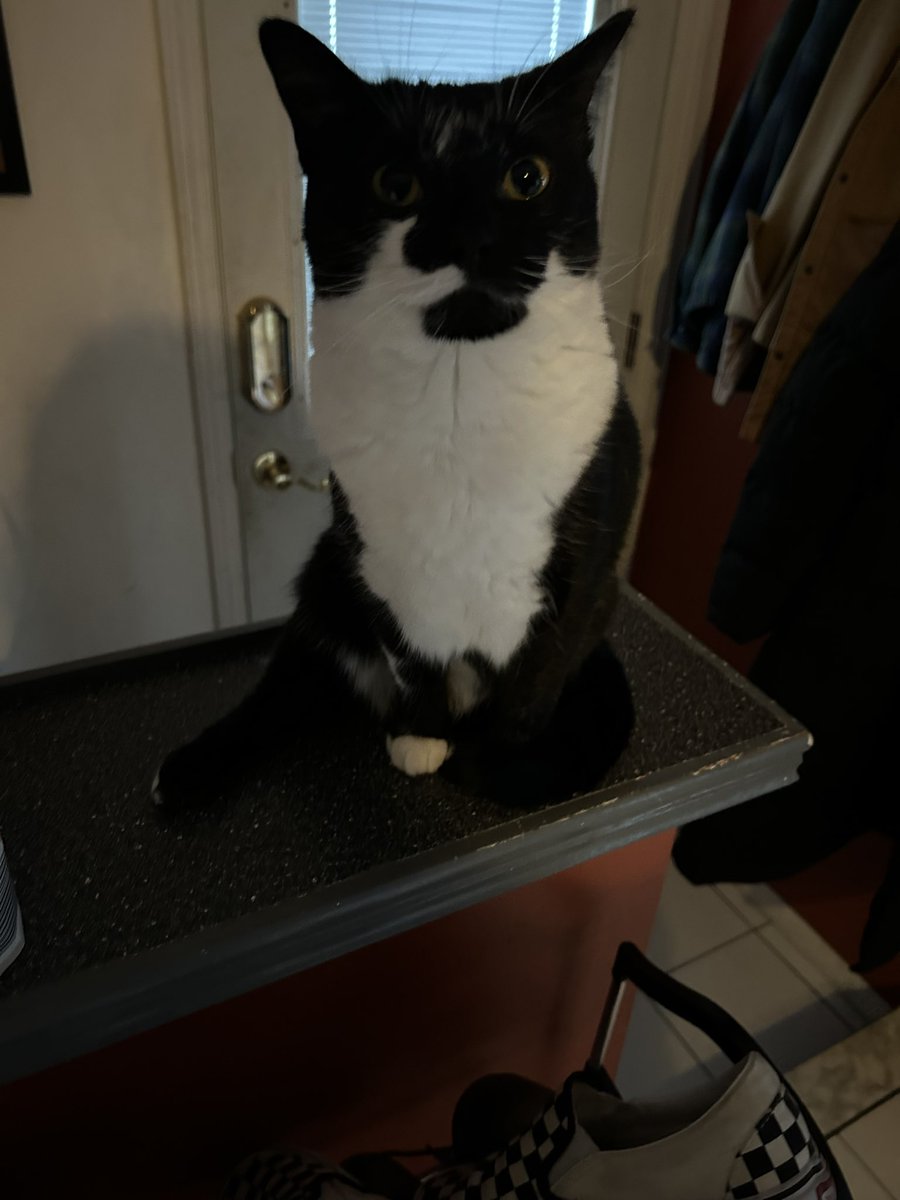 ConnerClair's tweet photo. Just want everyone to know that Mittens broke her leg as a kitten and now she sits like this. https://t.co/zE2i7SbnEf