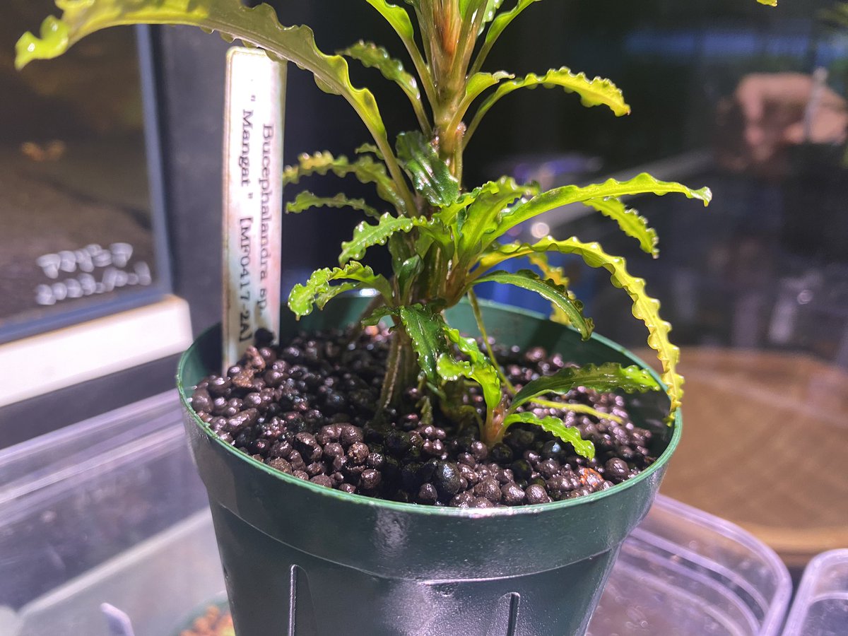 mizukusaya's tweet photo. Bucephalandra ”Mangat"
左←が水中育成、右→が水上育成
水中は、葉が小さいけど葉数が多い。
水上は、葉が大きいけど葉数少ない。
水中の子株を、もう少ししたらカット🌱
#Bucephalandra
#Mangat https://t.co/wDIThnbyA7
