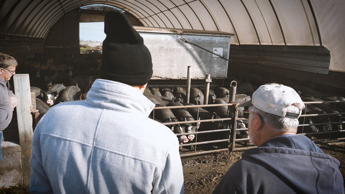 fine_focus's tweet photo. Another amazing day working with awesome people. The Hilleman family is one of the original partners to raise Berkshire pigs for @BerkwoodFarms. The Hilleman brothers got to meet one of the main buyers of their products, a dumpling restaurant based in Tawain with locations in CA. https://t.co/I6OeztJ4cL
