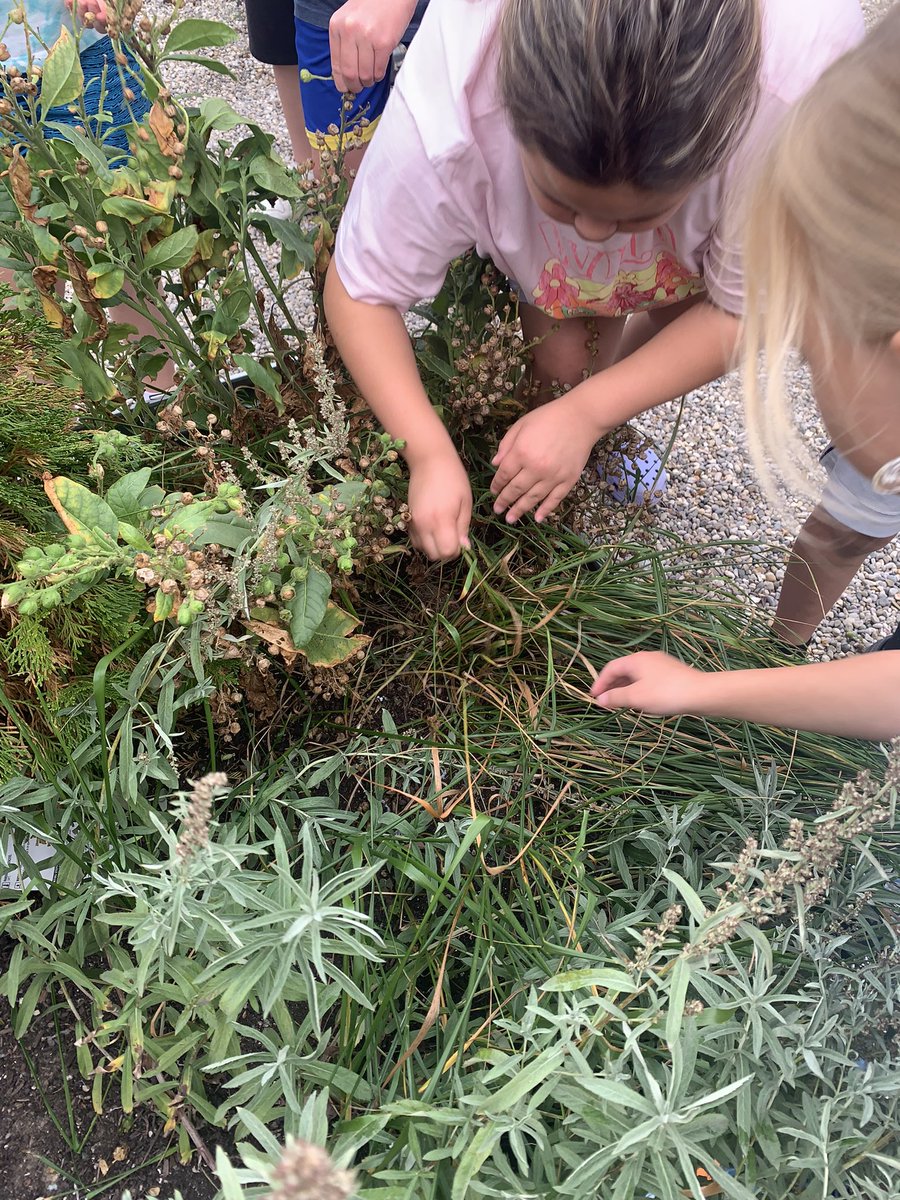 Thank you to Leigh Ann and Cortnee for arranging this learning experience. We went from planting to harvest. We talked about how sweet grass cedar sage and tobacco can be used to heal. <a href="/SEWchargers/">SEWchargers</a> <a href="/CGoure1/">CGoure</a> @SCCDSB