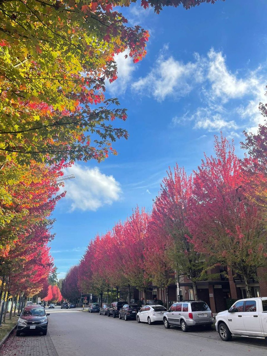192_monica's tweet photo. Vancouver's autumn: A kaleidoscope of nature's brilliance. 🌈🍂 https://t.co/Dgrt2564ZE