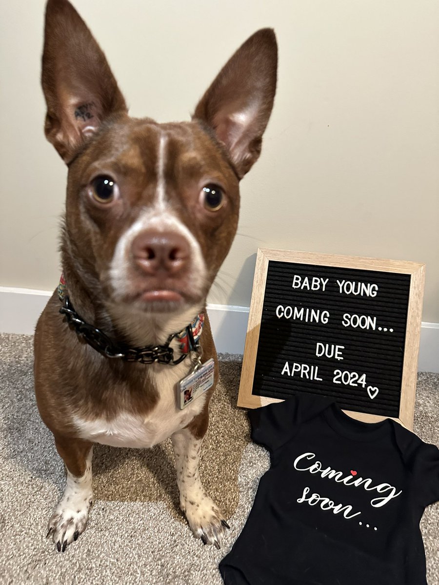 _jenniferdo's tweet photo. Jax is going to be a big brother🥺💜 https://t.co/Ggiae7BaBW