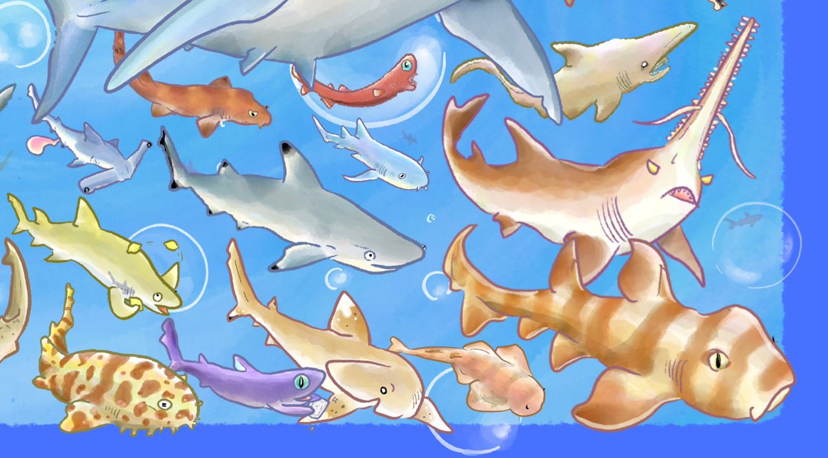 「サメが好きすぎる」|さかなのおにいさん かわちゃんのイラスト