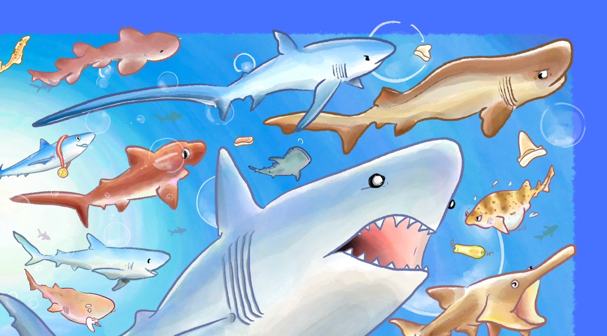 「サメが好きすぎる」|さかなのおにいさん かわちゃんのイラスト