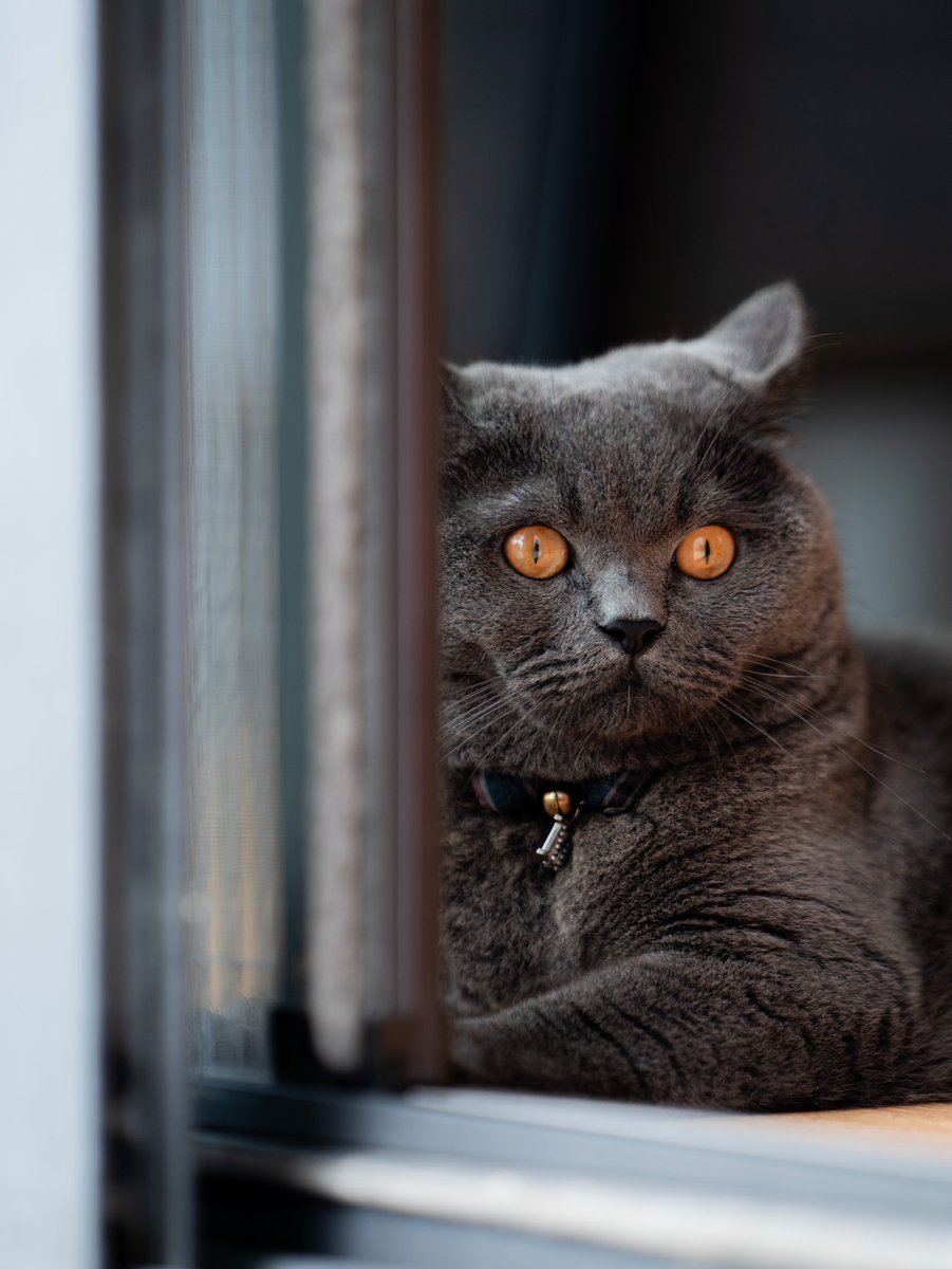 soman0317's tweet image. 朝からニャルソック😺👮‍♀️

#แม #猫