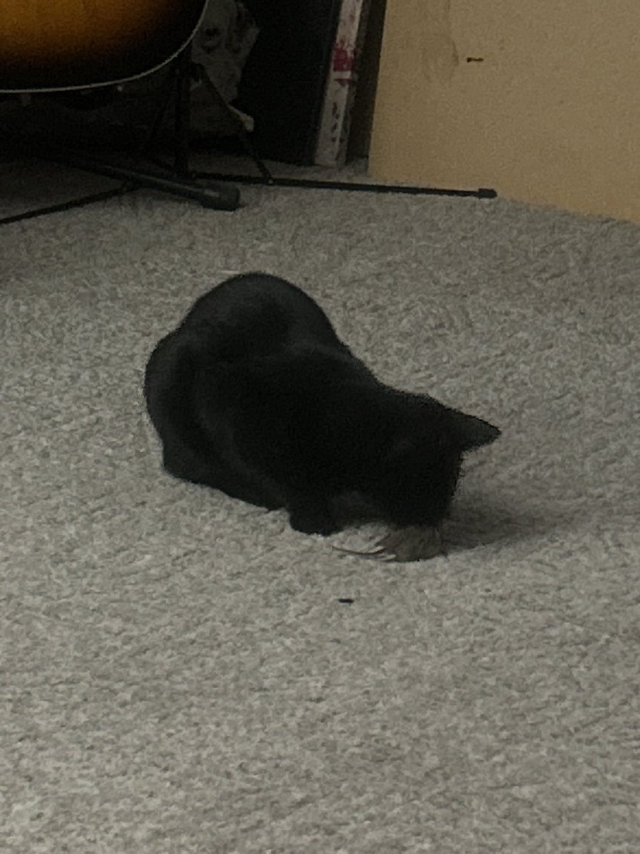 When the indoor mouse traps are paying the rent!!!
