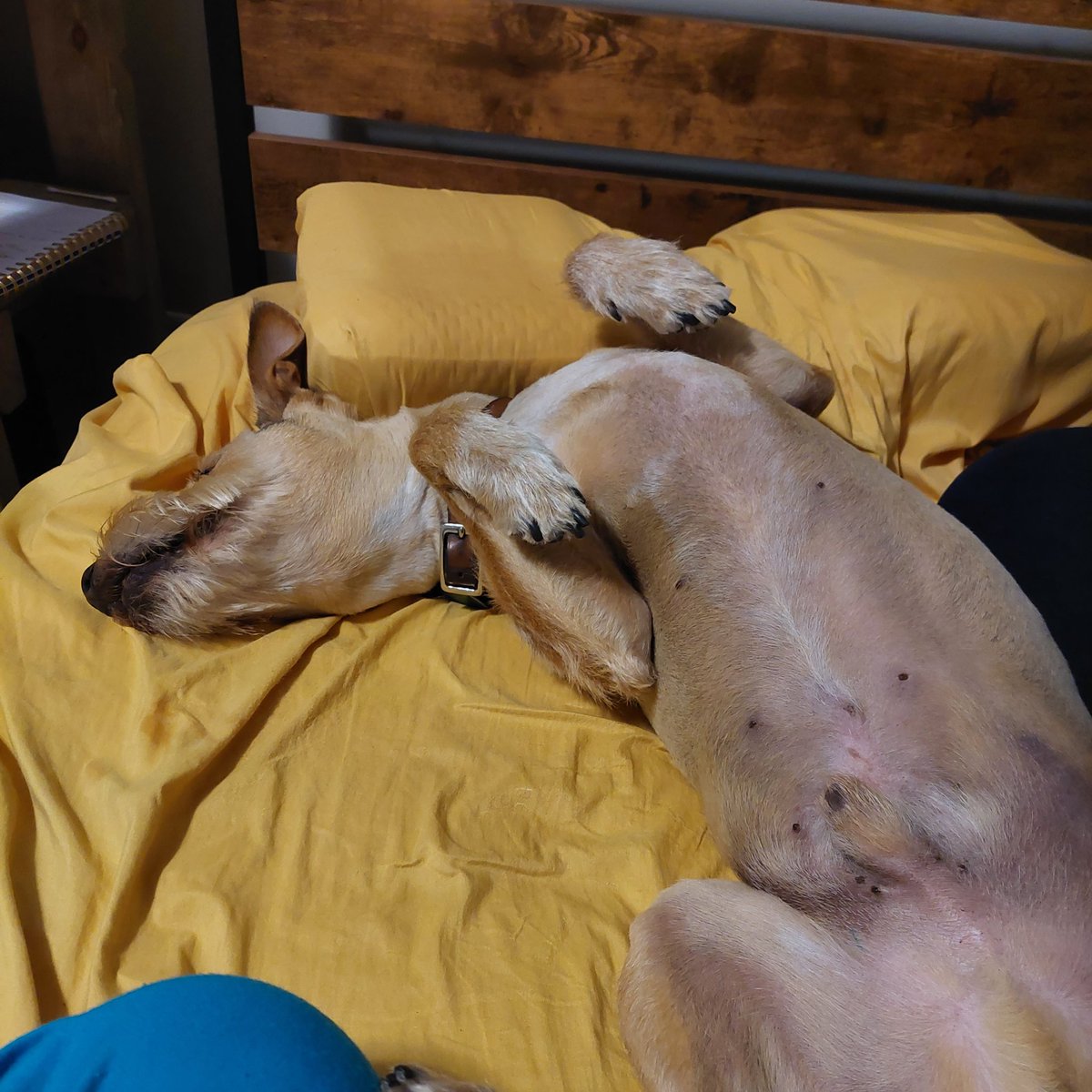 RealPageTurner's tweet photo. Can you imagine having so few worries you could sleep like this? https://t.co/246tvJWNM6