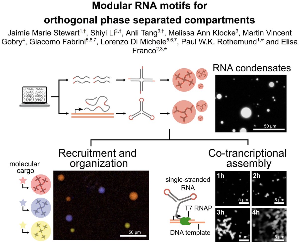 Synthetic RNA condensates that form from multi-stranded and single-stranded nanostar motifs! Check out our preprint. biorxiv.org/content/10.110…