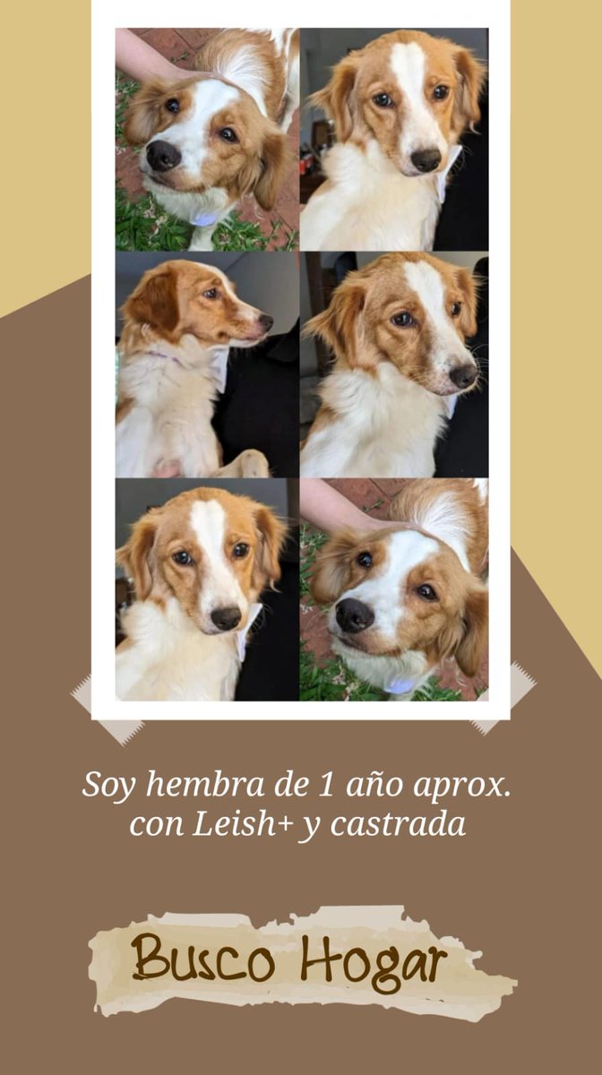 Milena_RCabrera's tweet photo. Hermosa Perrita busca un hogar! 🥺
Tiene un año aprox. Es mediana y tiene Leish + , ya está castrada por favor RT para que consiga un hogar donde la cuiden 🥺🙏🏻 https://t.co/UoxaNLinhB