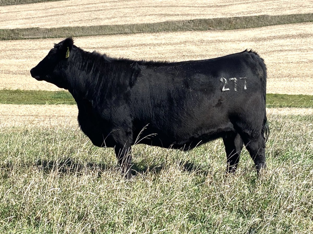 KyleMusfeldt's tweet image. Slightly excited about this years bred heifers. That might be an understatement