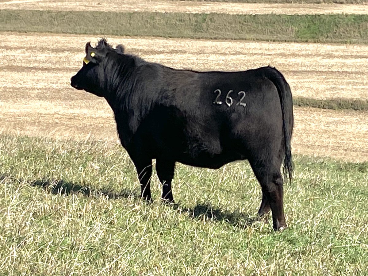 KyleMusfeldt's tweet image. Slightly excited about this years bred heifers. That might be an understatement