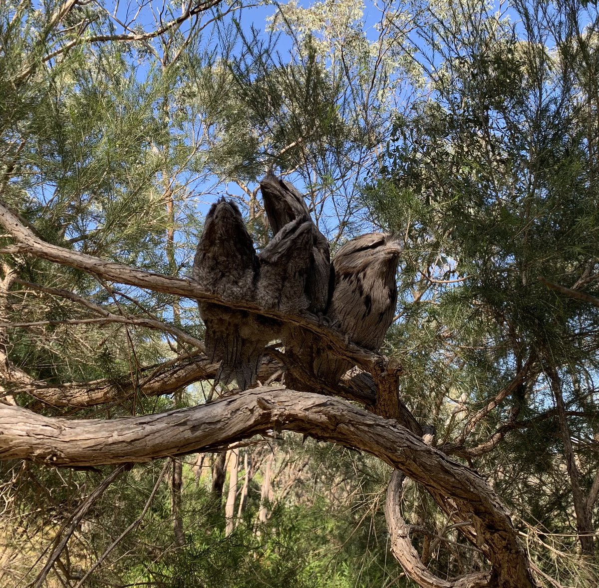 The whole family camouflaging ❤️