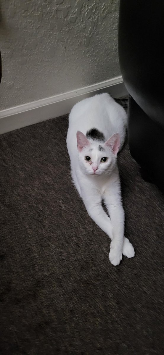 Aforem05's tweet photo. @Aforem05  #cats #kitty #KittyTwitter #Meow https://t.co/vPJRm3SPmV
