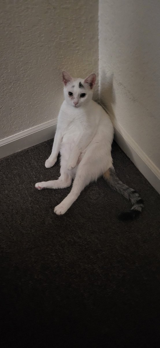 Aforem05's tweet photo. @Aforem05  #cats #kitty #KittyTwitter #Meow https://t.co/vPJRm3SPmV