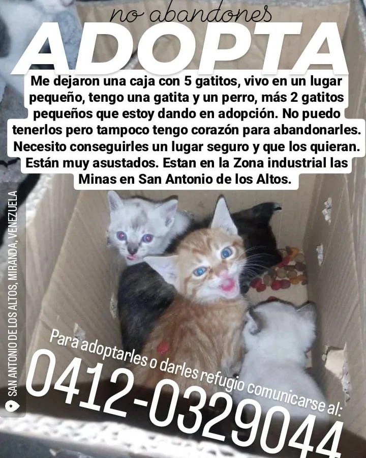 PerroUsuario's tweet photo. Bellos angelitos buscando hogares responsables, San Antonio de los Altos https://t.co/2jxoIaf8pf
