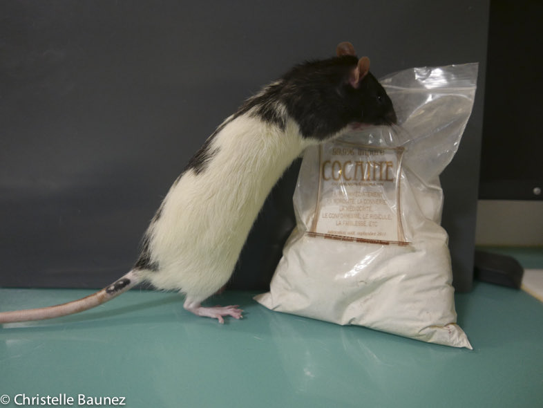 Christelle @CBaunez’ work was key in discovering non-motor roles of the subthalamic nucleus. 
But in this conversation, I learned a lot about the structure – and why it should be part of both the reward and addiction circuits. 

Tune in👇👇🎧🔈📻

stimulatingbrains.org/41-christelle-…