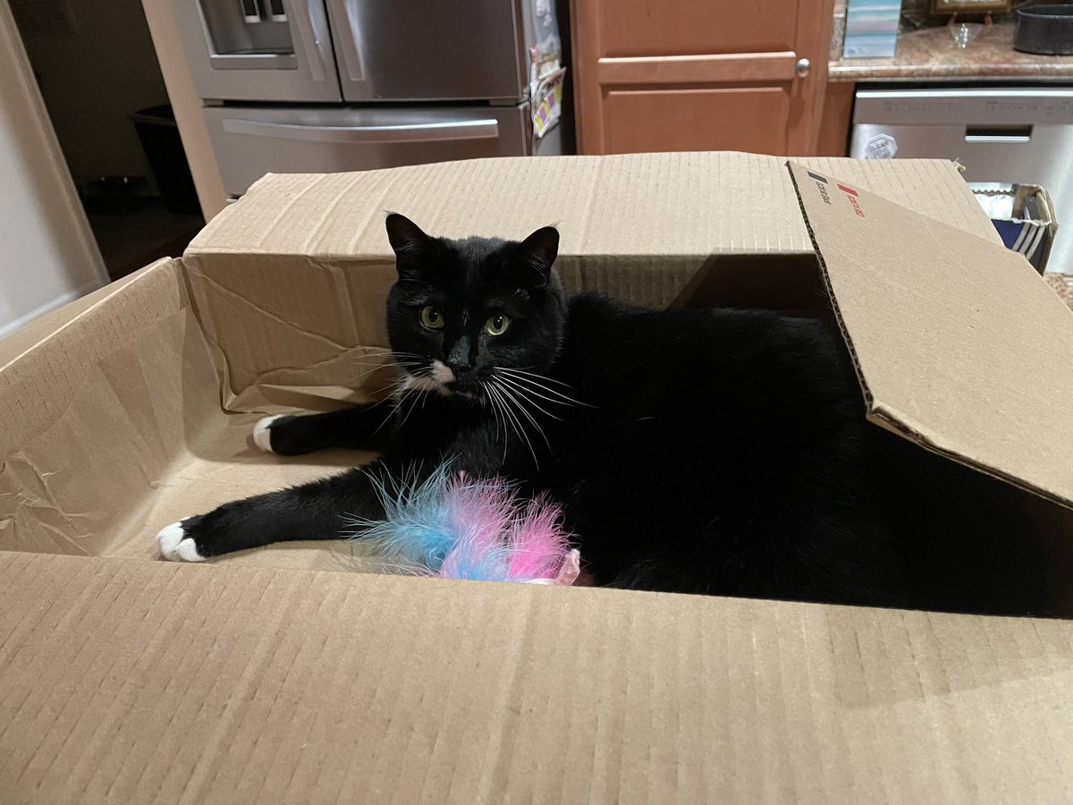 randywrites2012's tweet photo. My Amazon package finally arrived 🐈‍⬛🖤🐾

#Caturday
#CatsAreFamily 
#CatsofTwittter 
#PrincessPenny https://t.co/hzi0uRQI0a