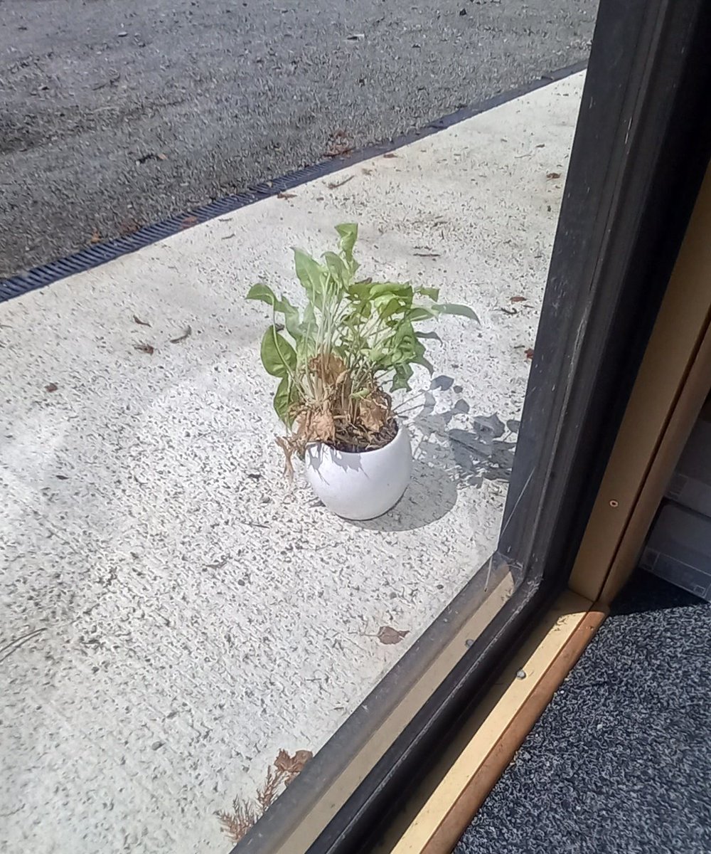 guido_salva's tweet photo. Un dia sos joven al otro estás preocupado por que tu planta perdió color y fuerza. https://t.co/oRombNRF77