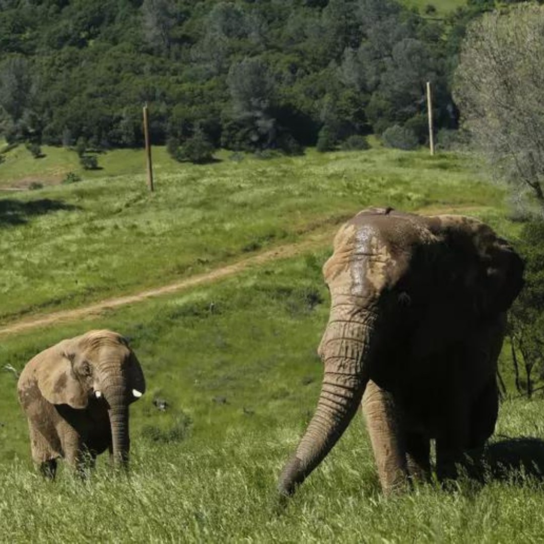 The Ojai City Council in California has passed an ordinance recognizing the "right to bodily liberty" for elephants. This is the first time a U.S. law grants a specific, enforceable right for nonhuman animals.