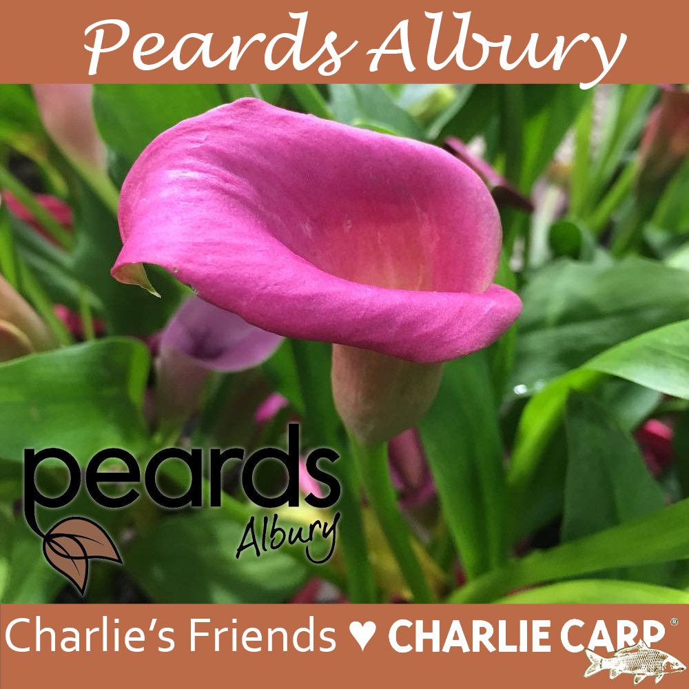 CharlieCarpAU's tweet photo. Customer of the Week: Peards Albury have a vast range of seedlings, ground covers and small shrubs, fruit and citrus, roses, natives, indoor plants and advanced plants. If you are in the Albury region, they stock Charlie Carp products! #customerappreciationpost #charliecarp https://t.co/br4Er2heeQ