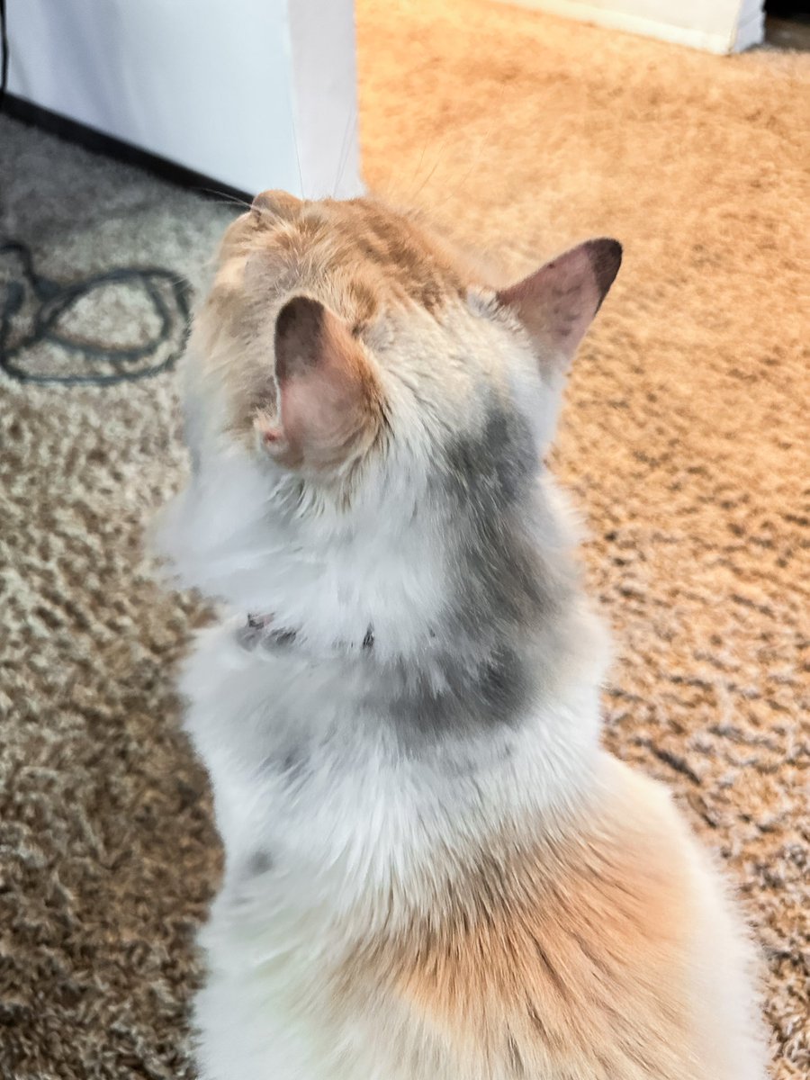 caniscalva's tweet photo. Somebody was exploring the fireplace 🙃 https://t.co/OH2Xv8A5WH