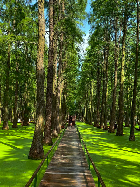 Raya2500's tweet photo. This floating forest is so beautiful 🇹🇼 https://t.co/aVBu1ehdZh