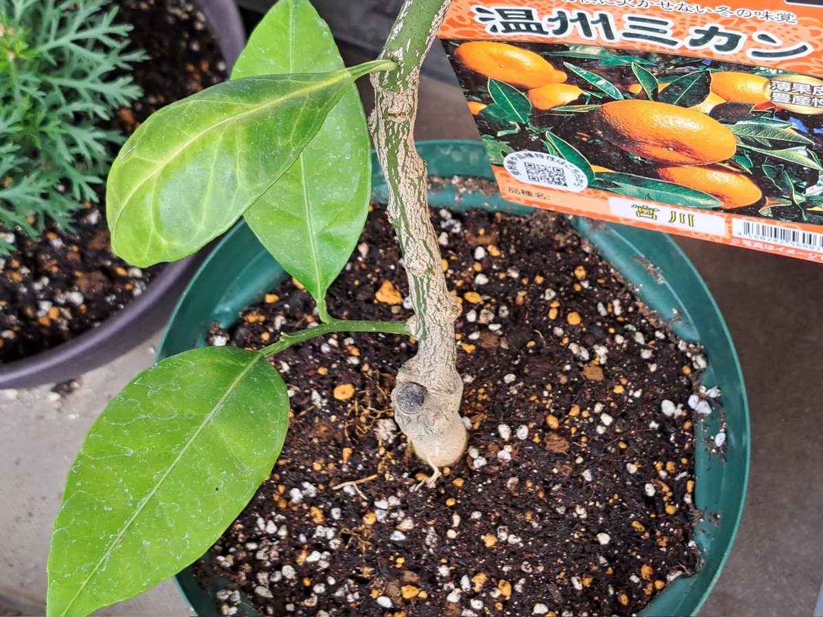 みののこ． tweet media