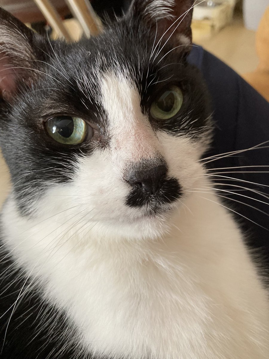 CatDay678's tweet photo. 何そのいい顔
#いい顔 #猫 #猫のいるくらし #きょとん #キメ顔 https://t.co/mdzvv42mB6