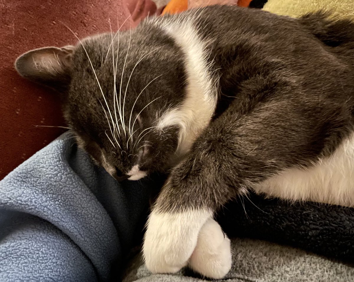 runswstilettos's tweet photo. Picture of innocence, at least in slumber! Feet like a little bunny… #cat #cats #tuxedocat #catnap #sleepingkitty #whitepaws #whiskers #rescuekitty #sheltercat #love #pets #foreverhome #happyendings @LindseySlaterTV @Mark_Baden https://t.co/80cWLItUZa